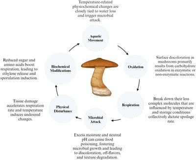 Recent advances and role of melatonin in post-harvest quality preservation of shiitake (Lentinula edodes)
